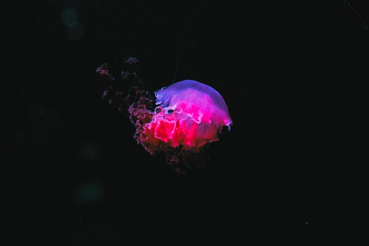 Jellyfish-SURIMI-1 Jellyfish
