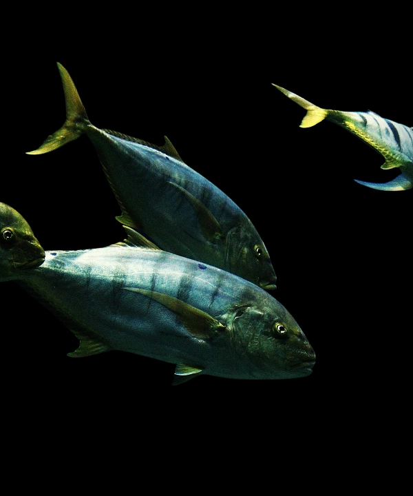 Tuna Tuna